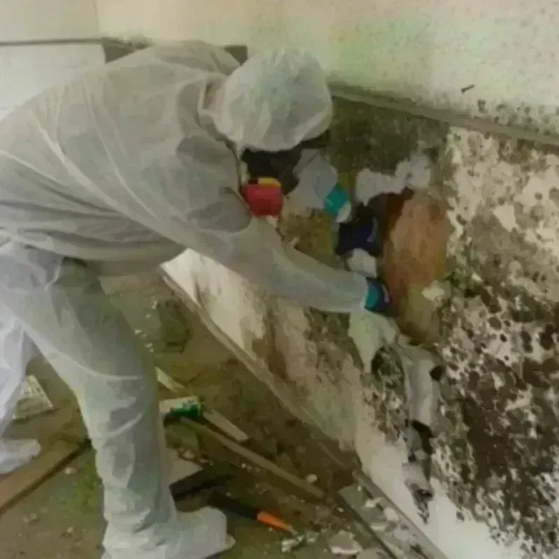 Mold Remediation and Removal in Greenville, ME